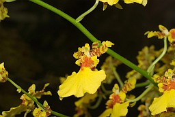 Oncidium