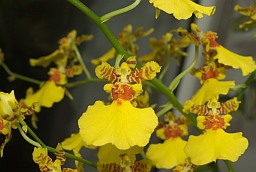 Oncidium