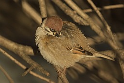 Eurasian tree sparrow (Passer montanus)