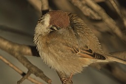 Eurasian tree sparrow (Passer montanus)