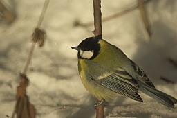 Great tit (Parus major)