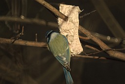 Eurasian blue tit (Cyanistes caeruleus)