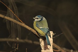 Eurasian blue tit (Cyanistes caeruleus)