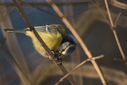 Eurasian blue tit (Cyanistes caeruleus)