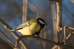 Great tit (Parus major)