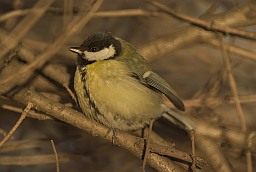 Great tit (Parus major)