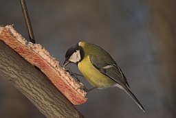 Great tit (Parus major)