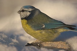 Eurasian blue tit (Cyanistes caeruleus)