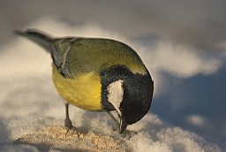 Great tit (Parus major)