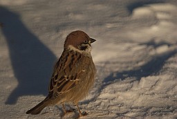 Eurasian tree sparrow (Passer montanus)