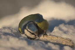 Eurasian blue tit (Cyanistes caeruleus)