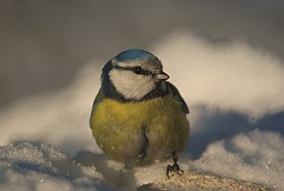 Блакітніца звычайная (Cyanistes caeruleus)