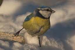 Eurasian blue tit (Cyanistes caeruleus)