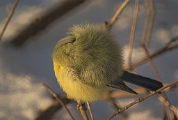 Sleeping fluffy blue tit