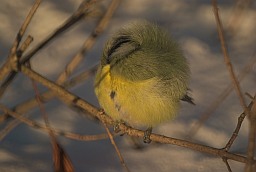 Sleeping fluffy blue tit