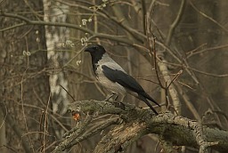 Hooded crow (Corvus cornix)