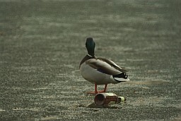 Wild Duck