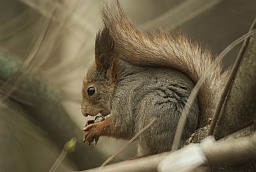 Eurasian red squirrel (Sciurus vulgaris)