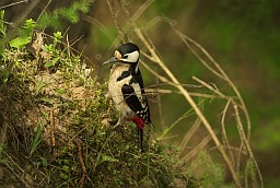 Great Spotted Woodpecker (Dendrocopos major)