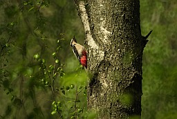 Great Spotted Woodpecker (Dendrocopos major)