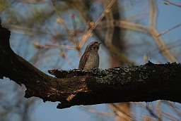 Eurasian wryneck (Jynx torquilla)