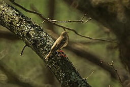 Лясны свірстун (Anthus trivialis)