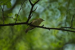 Wood warbler (Phylloscopus sibilatrix)