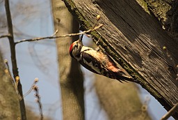 Middle spotted woodpecker (Dendrocopos medius)