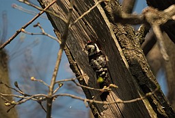 Lesser spotted woodpecker (Dendrocopos minor)