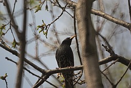 Шпак звычайны (Sturnus vulgaris)