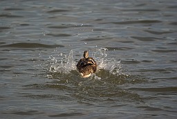 Mallard