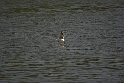 Чайка азёрная (Chroicocephalus ridibundus)