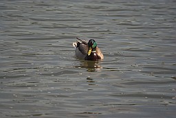 Mallard