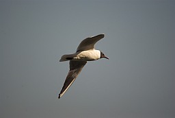 Чайка азёрная (Chroicocephalus ridibundus)