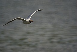 Чайка азёрная (Chroicocephalus ridibundus)