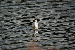 Чайка азёрная (Chroicocephalus ridibundus)