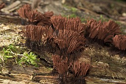 Стемонитис бурый (Stemonitis fusca)