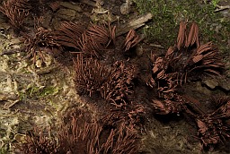 Stemonitis fusca