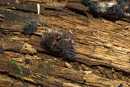 Стемонитис бурый (Stemonitis fusca)