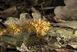 Арцирия закрытая? (Arcyria obvalenta)