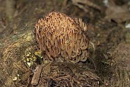 Клавікарона каробчатая (Artomyces pyxidatus)