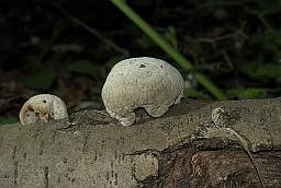 Polypore