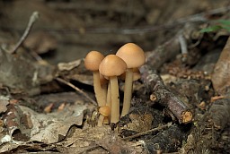 Fungus