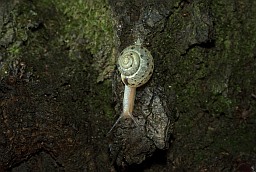 Snail