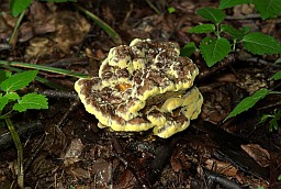 Трутавік Швейніца (Phaeolus schweinitzii)