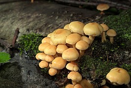 Sulphur tuft (Hypholoma fasciculare)