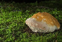 Red-Belt Conk (Fomitopsis pinicola)