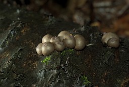 Groening's slime (Wolf's milk, Lycogala epidendrum)