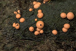 Лікагала драўнінная (Lycogala epidendrum)