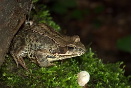 European common frog (Rana temporaria)